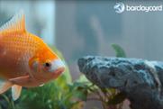 Barclaycard: Steve the goldfish is a beneficiary of its Payments systems