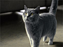 Sheba: Provencal journey
