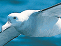 Albatross: Ladbrokes trying to save