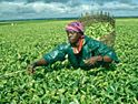 Traidcraft: drawing attention to tea pickers' plight