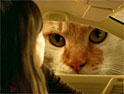 VW ad: survey blow