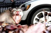 Volvo: rat is 'comical'