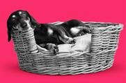 Vitality's star of its new marketing campaign, a dachshund voiced by Ade Edmonson