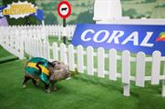 The micropigs will be dressed in racehorse silks