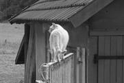 Why curiosity doesn't always kill the cat: we need to challenge the status quo