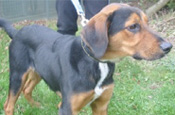 Dogs Trust raises funds to help dogs hit by credit crunch