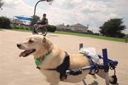 Kleenex's tearjerker viral tells poignant story of lovable disabled dog