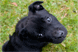 Dog: breeding problems