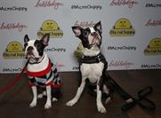 118 doggie hotdogs and 'champagne' biscuits were consumed at the event