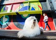 Dulux owner picks MullenLowe for international creative brief