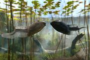 Freeview's dancing tadpole campaign