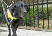 The Guide Dogs for the Blind Association 