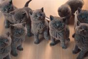 Kittens: we all love them