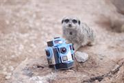 This meerkat from London Zoo is ready for its close up