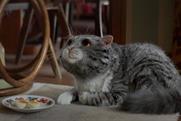 Sainsbury's praises 'huge success' of Christmas campaign featuring Mog the cat