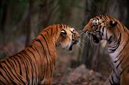 The details of the campaign have not been revealed yet (image copyright: naturepl.com, Anup Shah, WWF)