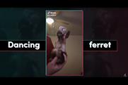 Ferrets and cheese slappers: TikTok's first end-of-year video
