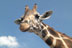 Chester Zoo: hires agency