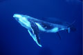 Whales: NGO row 