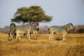 The nice face of Zimbabwe
