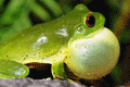 Green tree frog