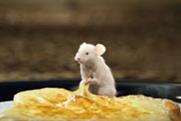 LowLow Cheese 'mouse trap' by Fallon