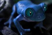 AB InBev "Bud Light frogs" by Mcgarrybowen