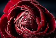Marks & Spencer "Mother's Day flowers" by RKCR/Y&R
