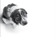 Harrison's Fund "I wish my son was a dog" by AIS London