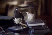 Music Magpie "couch potato" by Albion