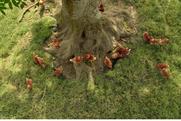 McDonald's "trust the tree" by Leo Burnett