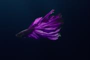 Rolls-Royce draws comparisons between the Siamese fighting fish and its Phantom car