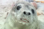 BBC Learning 'cute animal christmas song' by The Viral Factory