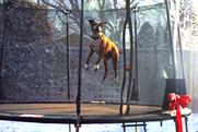 John Lewis "Buster the boxer" by Adam & Eve/DDB