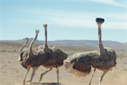 A hopeful ostrich takes flight in inspirational Samsung Galaxy S8 spot