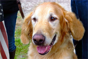 A lost dog unites Trump and Clinton supporters for Pedigree