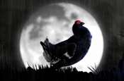 Black Grouse 'stormy night' by AMV BBDO
