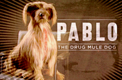 Frank 'pablo the dog' by Mother
