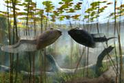 Freeview "tadpoles" by Leo Burnett