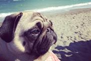 Vision Direct "Gizmo's summer adventure" by Tanami