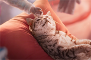 Whiskas "Purr more" by AMV BBDO