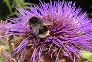 Bayer, CPA and Syngenta to respond to neonicotinoids research