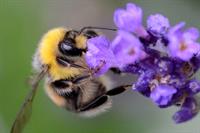 How the Environment Bill will change the planning system: the Planning briefing