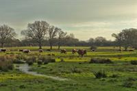 Emerging plan's 3,500-home allocation next to rewilding project 'would stop nature in its tracks', conservation figures tell Jenrick