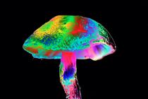 Picture: the psilocybin found in 'magic mushrooms' is being heralded by health professionals (Getty Images)