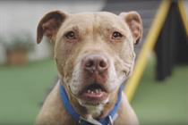 Battersea Dogs & Cats Home's autumn campaign is called 'happiness starts at Battersea'