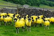 Sheep dyed yellow in Tour de France stunt
