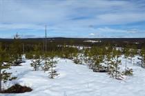 Appeal court approves 1.8GW Swedish project