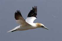 Seabirds avoid offshore turbines more than expected