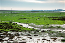 Algae in a protected waterway near the Solent (Credit: Julian Dodd)